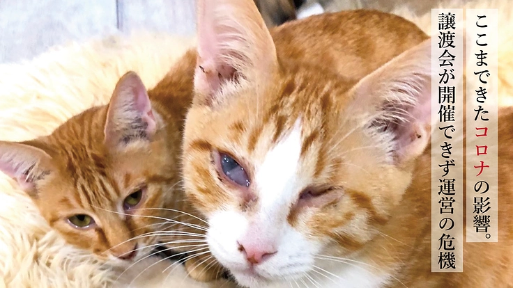 人知れず落とす命を減らすため。くすのきは活動を続けていきたい