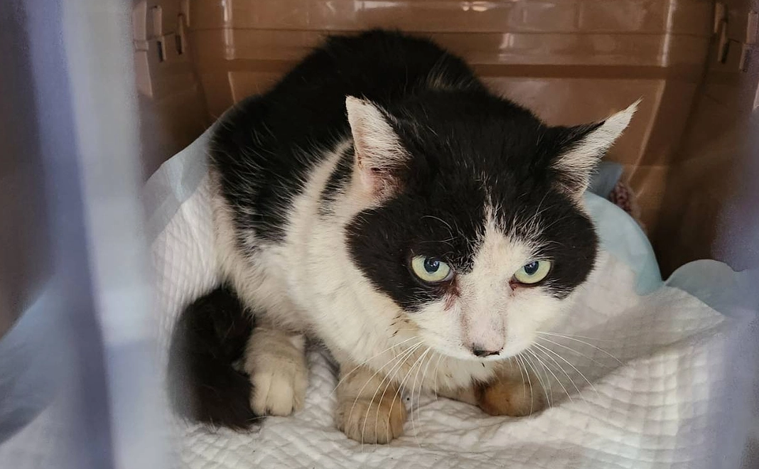 マリアちゃん応援　3,000円