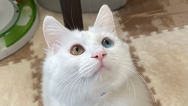 【FIP闘病中】どうかみんびーの命を助けてください のトップ画像