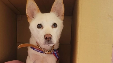 保護犬の為の保護施設の改装費用のご支援をお願いします のトップ画像