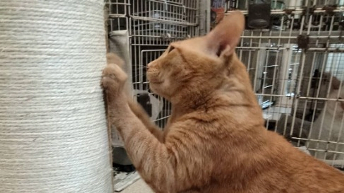 片原横町施設（猫舎）