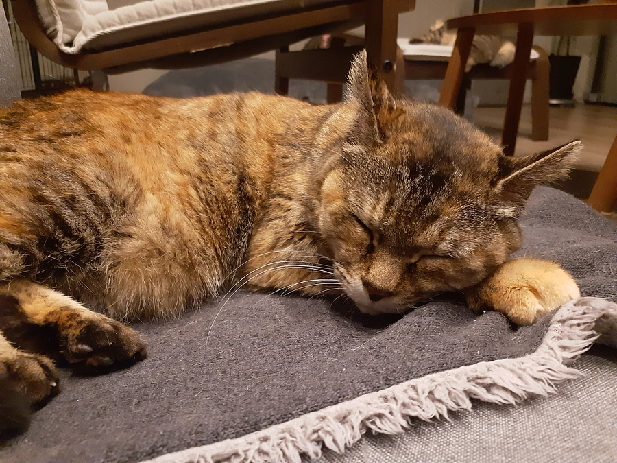 【くるみちゃん】【すずちゃん】【つくし君】の治療について