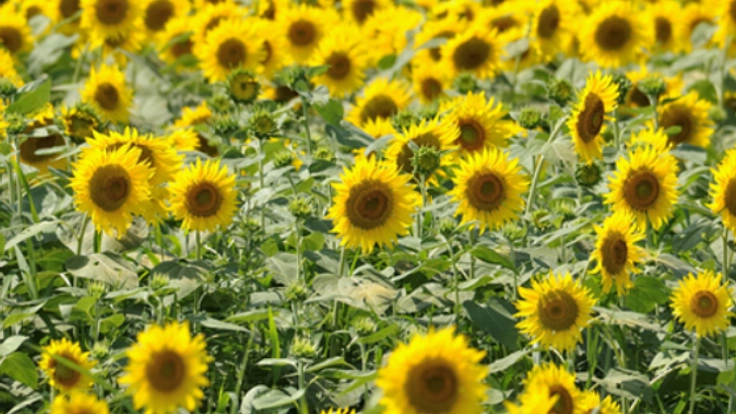 日本の立法環境を公平に。女性をサポートする社団法人の設立へ！