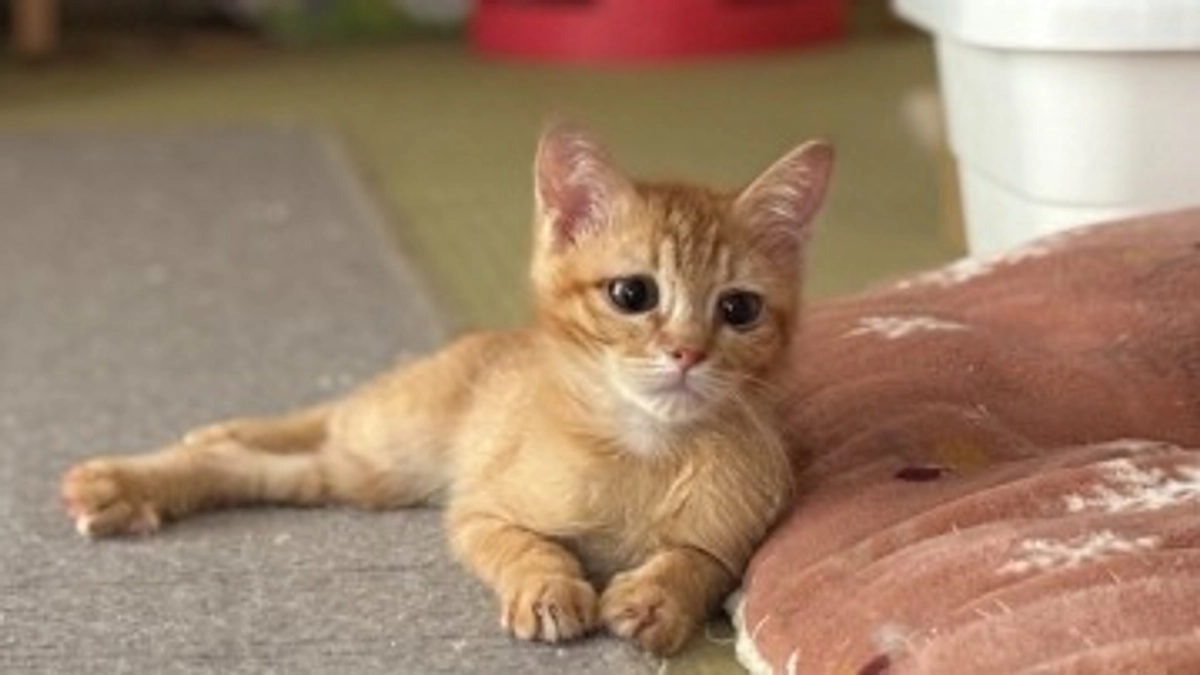 事故で瀕死だった朝顔ちゃん　９月