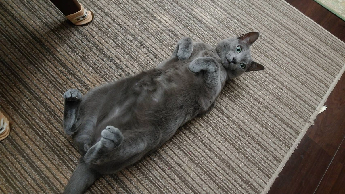 今日のステラの様子と活動報告です。