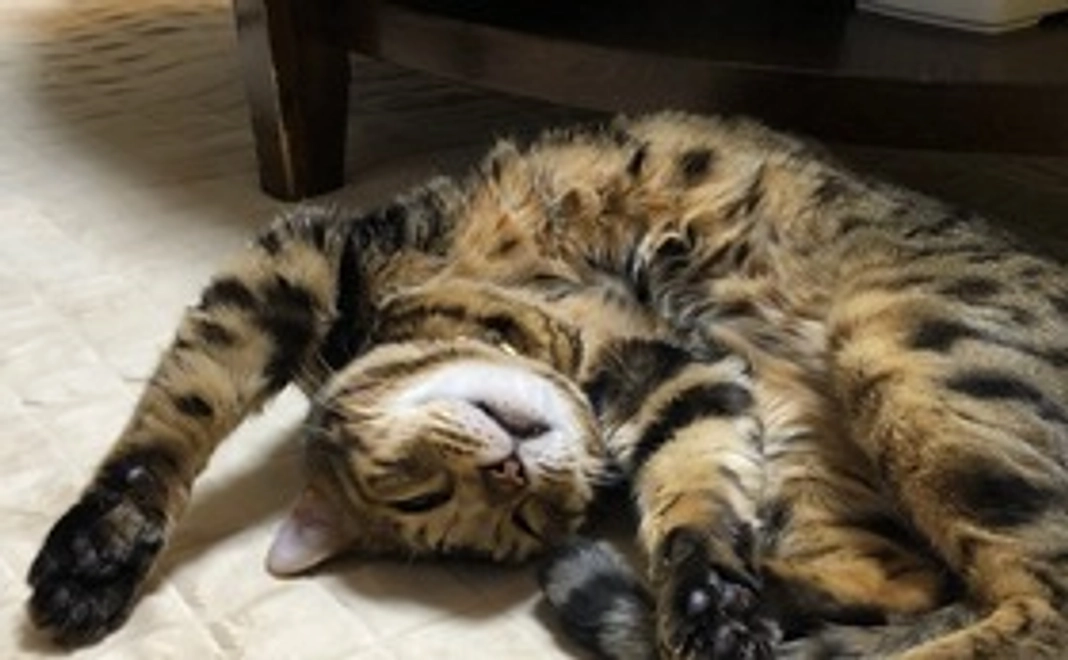 頑張れ‼︎チャイ　1000円コース