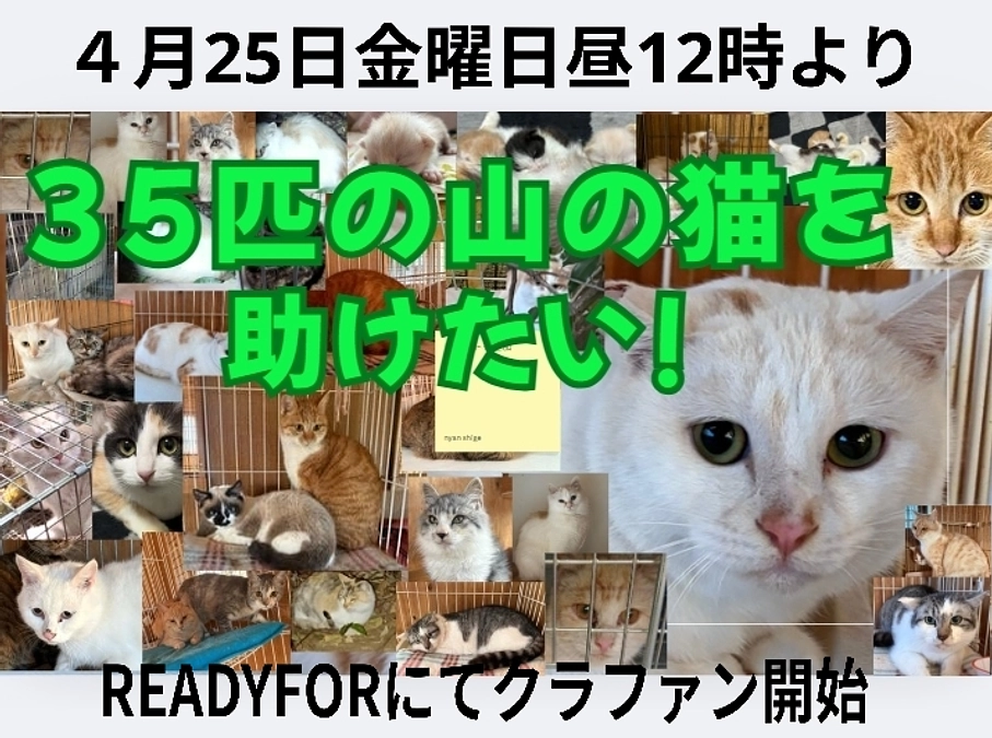 チラシをお願いしてきました。