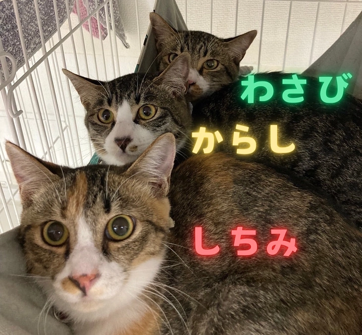 ねこてまりに3匹の仲間が加わりました！
