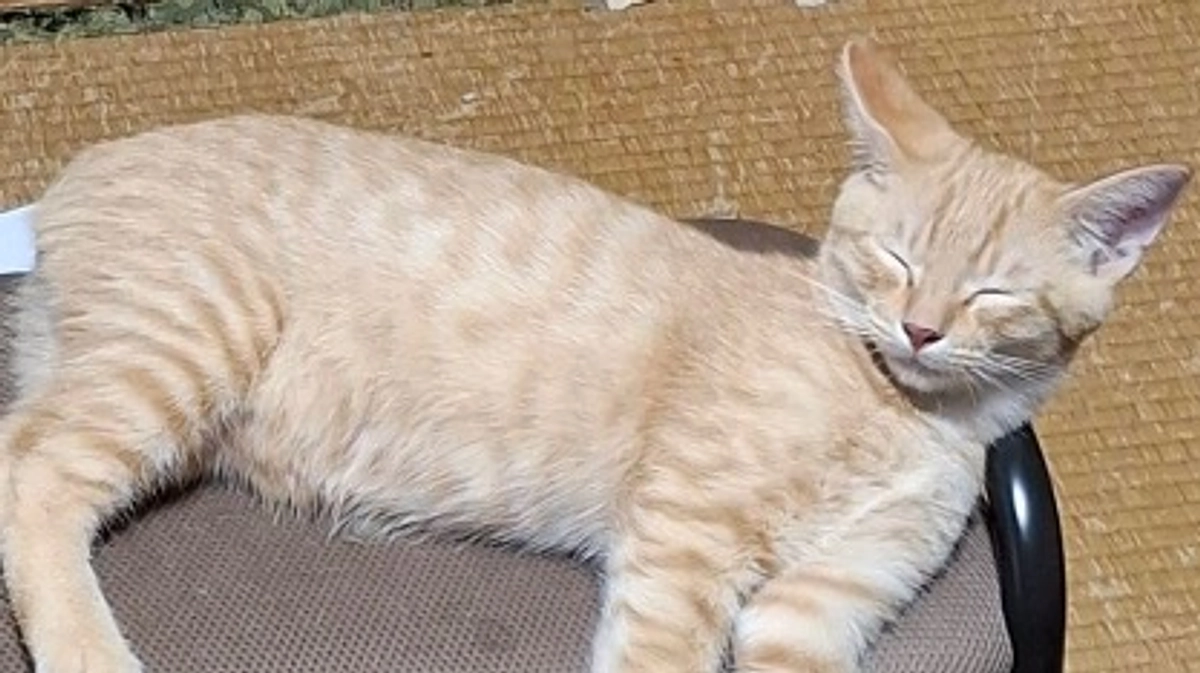 気温の上下と子猫の体調