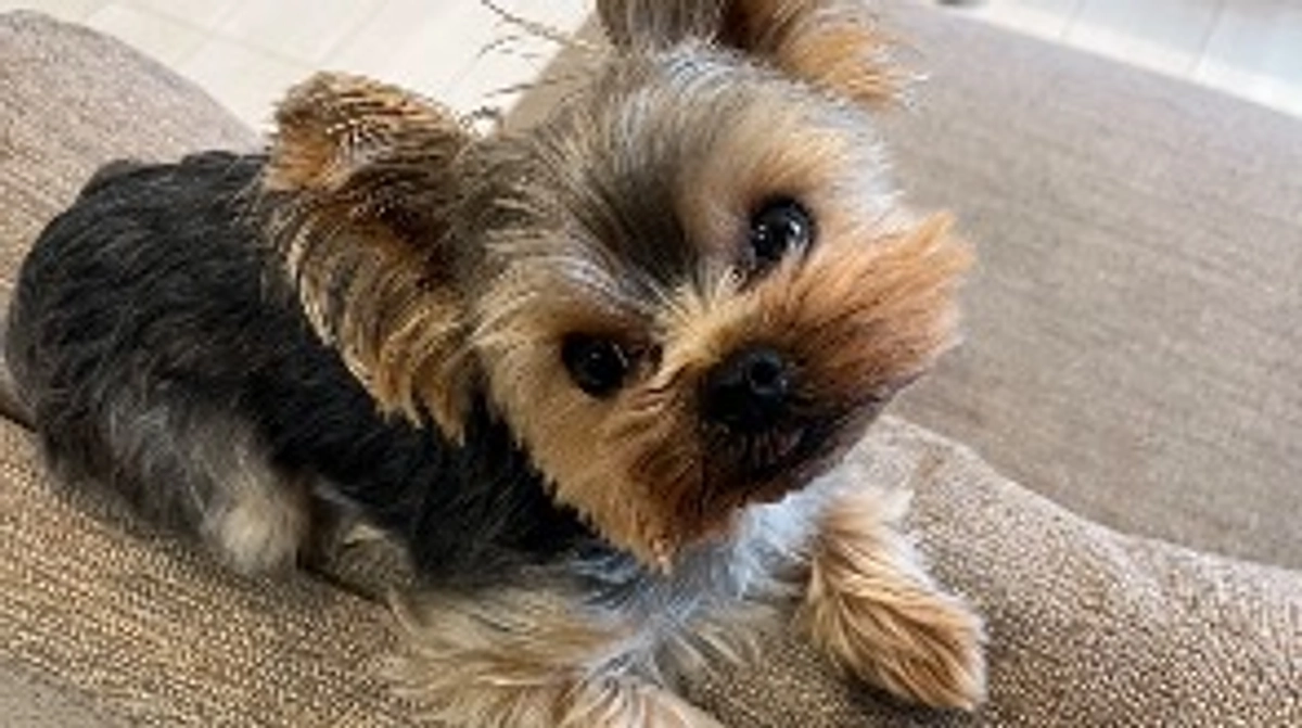 今日もステロイドをのみました