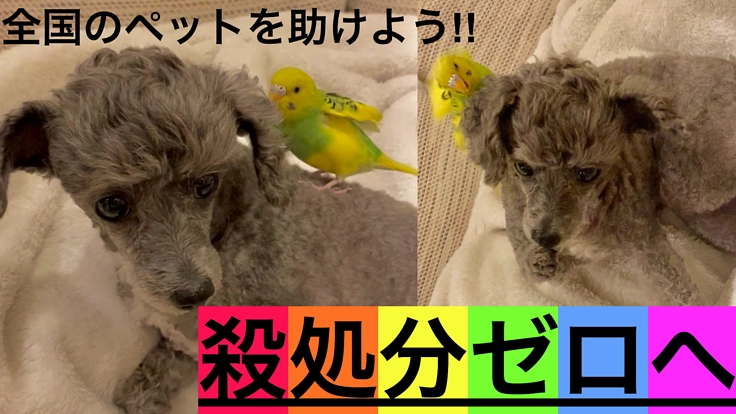 【殺処分ゼロ】普通とは奇跡だ