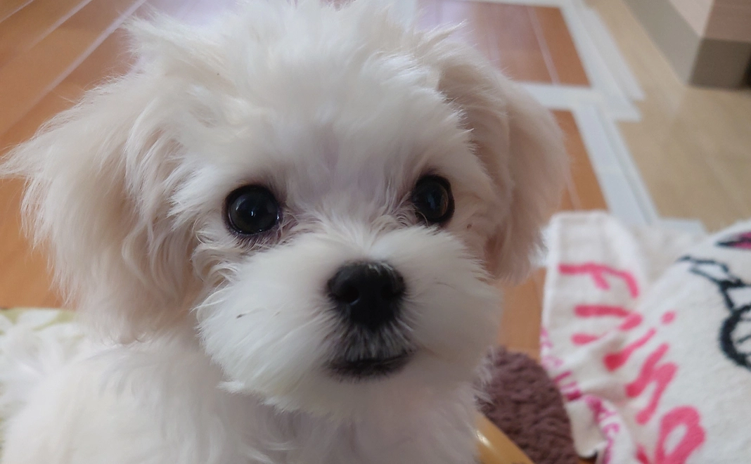 とろろへの支援1