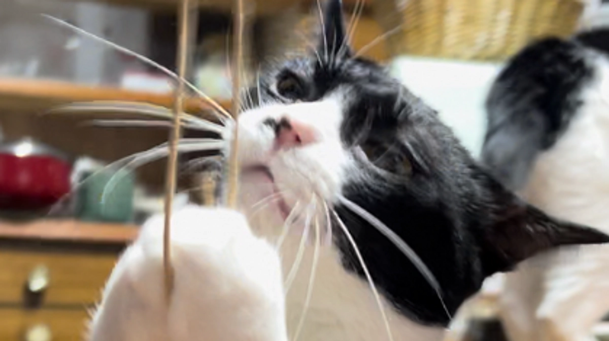 宇宙人ぬーぼ通信