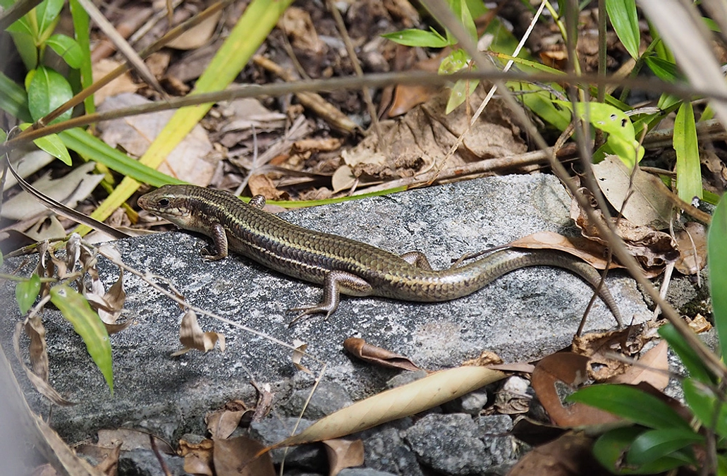 トカゲ王の思ひ出