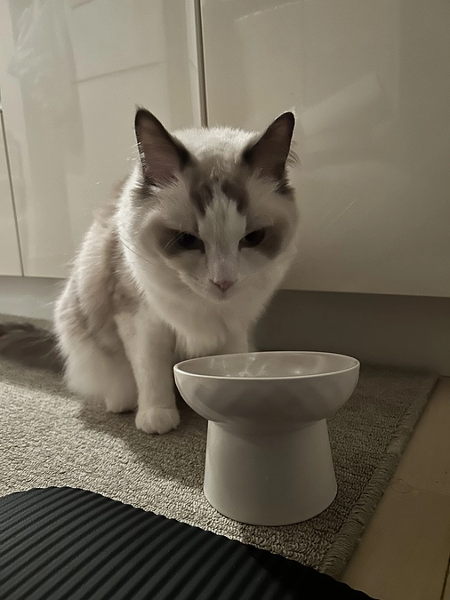 【闘病生活の振返り】FIPと診断される前のジャンポールの体調不良