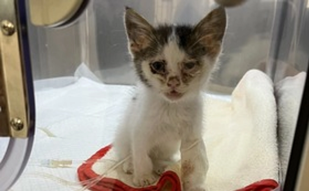 感謝のメッセージ