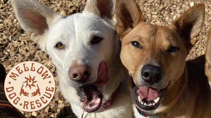 命の期限をつけられた犬たちが再び”活き”られるシェルターを作りたい