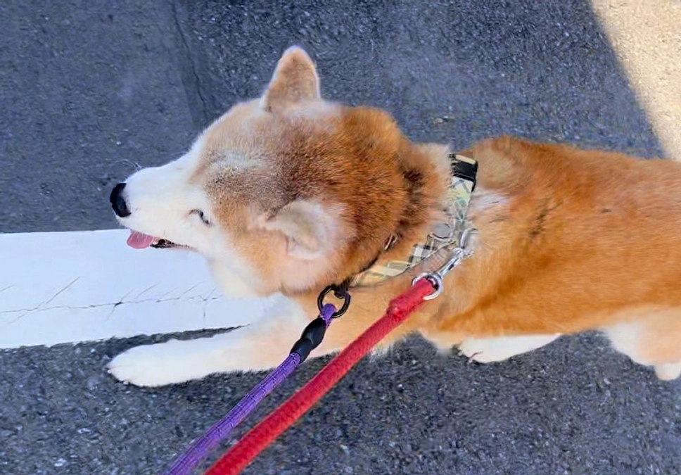 保護犬マリちゃんのお話