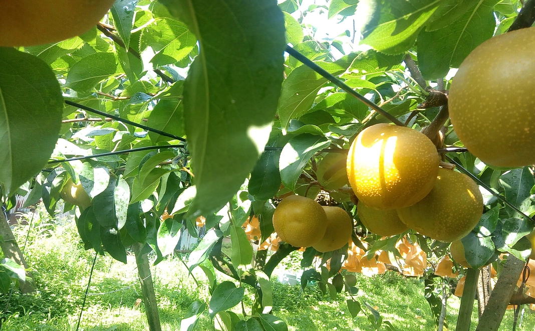 梨3キロ送らせて頂きます