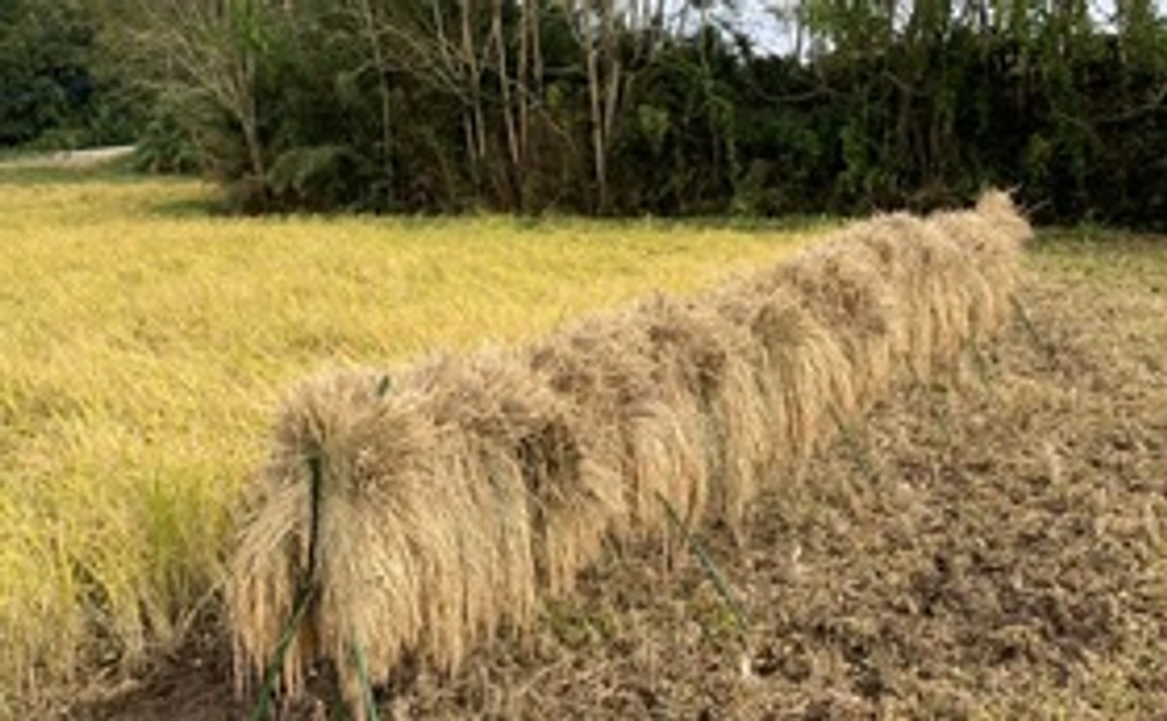 [2000円コース] 半夏生米を食べて元気になり日本を救おう③