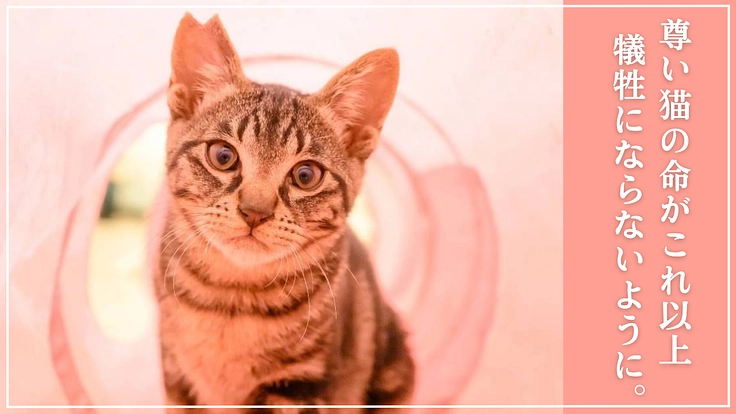 猫の殺処分ゼロを目指して。不妊去勢手術で不幸な命を増やさない！
