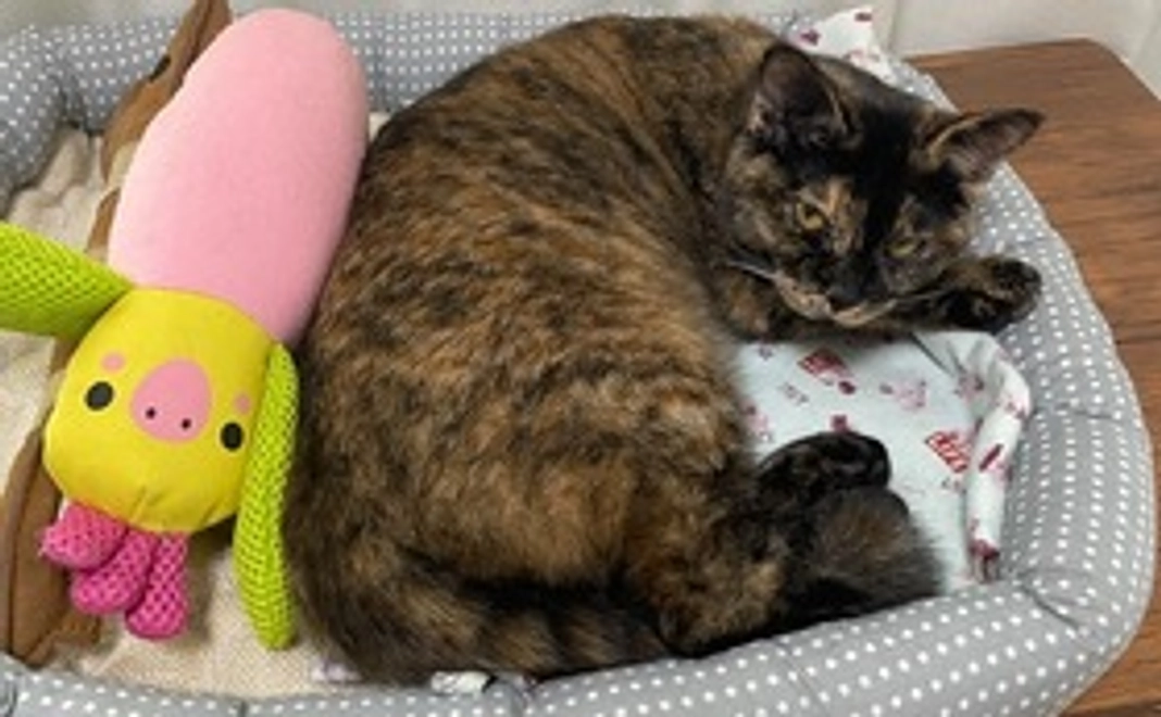 おこげ応援コース(3000)