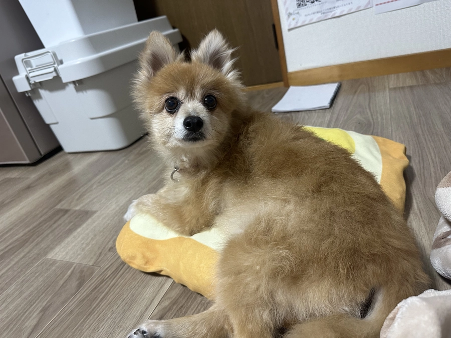 🆘残り6日達成度33％🆘