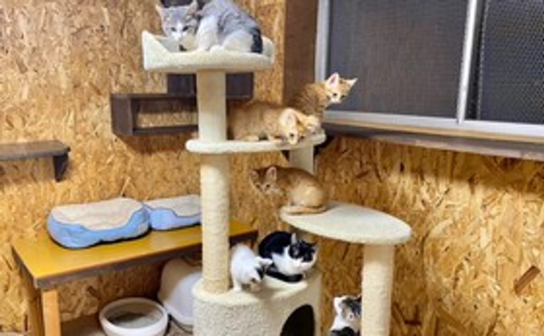 毎月3000円コース