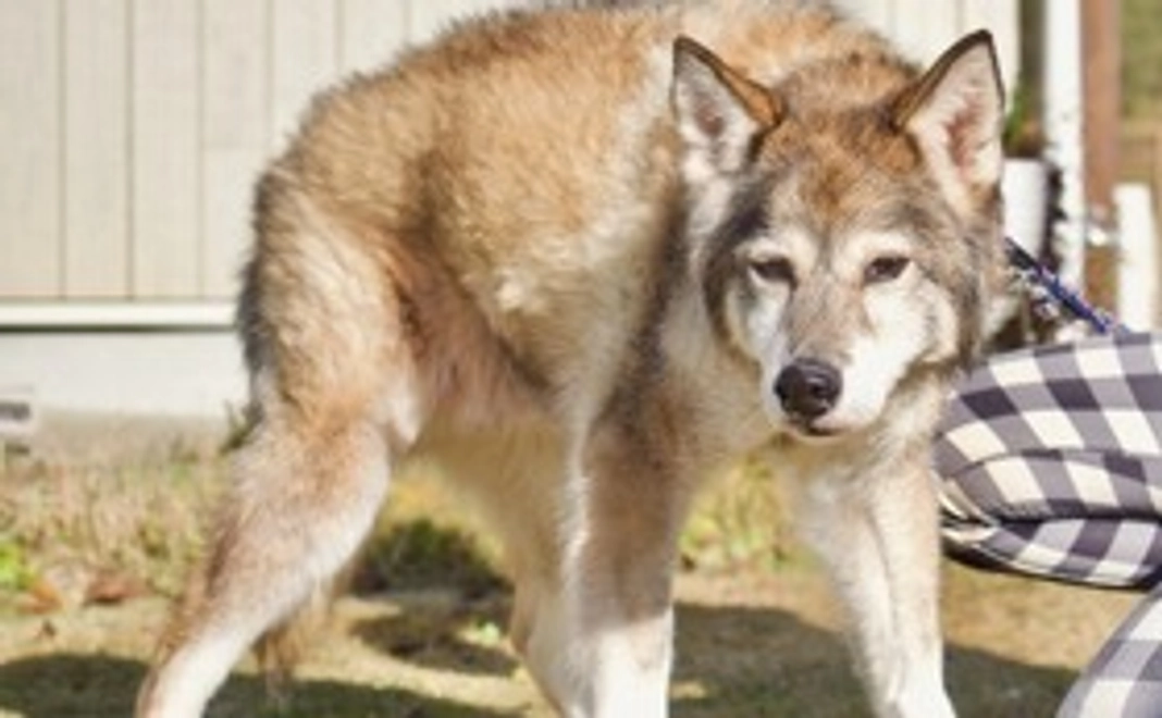 純粋応援｜1万円コース