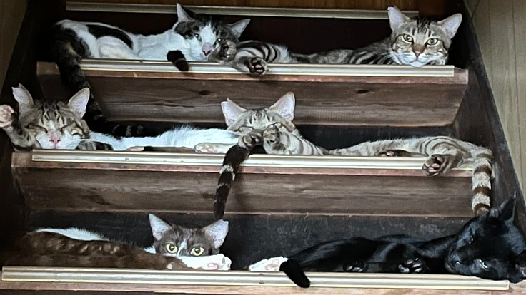 多頭飼育崩壊現場の猫ちゃんたちを助けたい