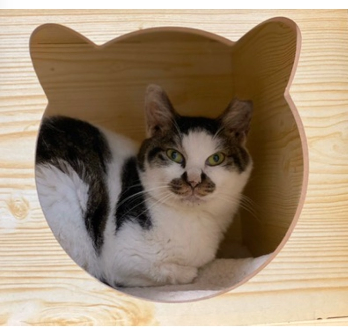 プロジェクト終了のご報告