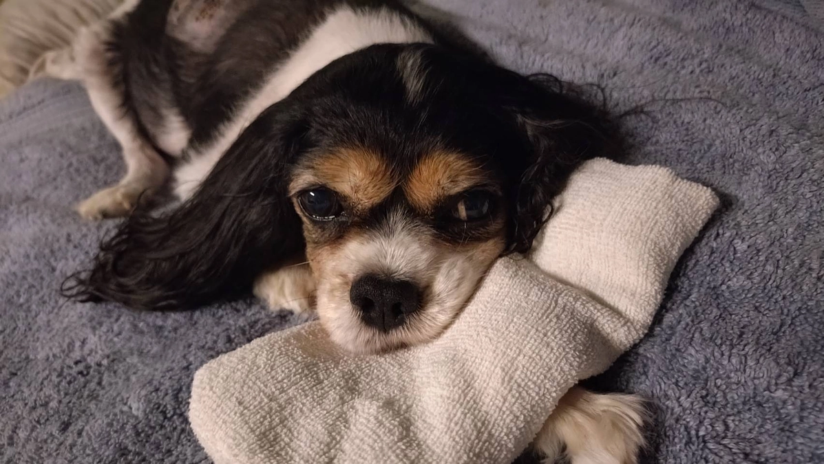 11月24日ハニーの様子