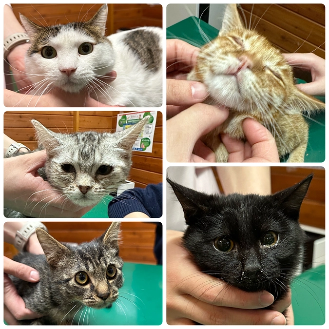 終了まであと3日　ご支援ありがとうございます