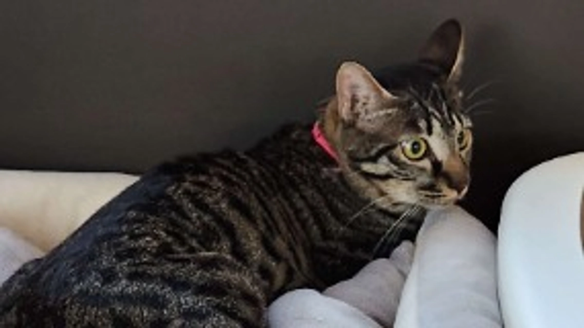 【経過観察一ヶ月検診の結果】