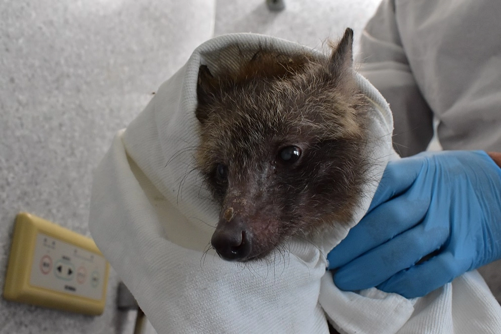 【訃報】高齢の疥癬症を患ったタヌキ