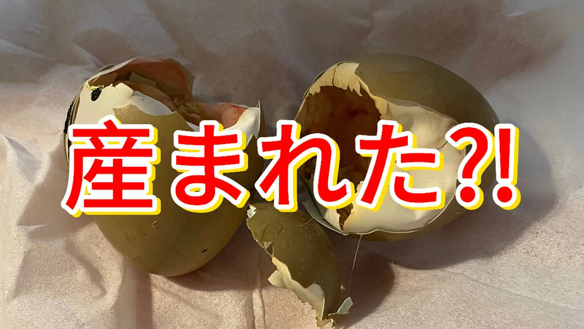 保護したキジが産まれた！？