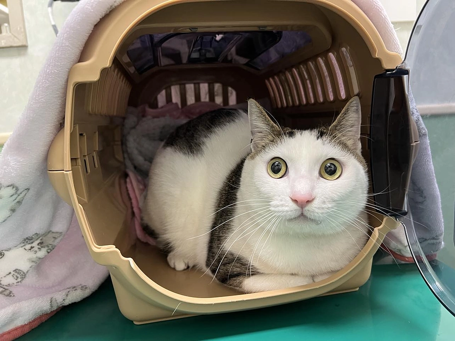 飼い主が亡くなって、残されたのは精神発達障害の息子と猫