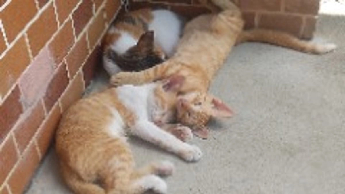 今日は昼間仔猫達は玄関前で昼寝