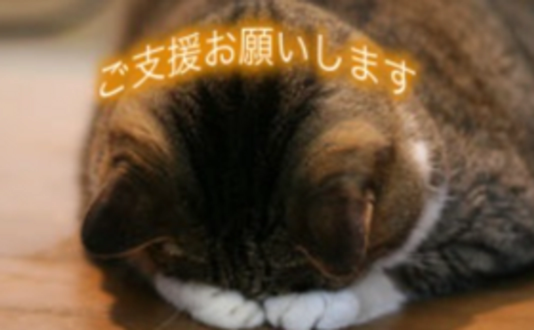 【100,000円】猫に居心地の良いホテルを提供するために！