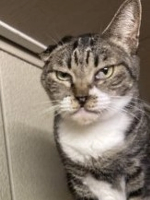 納骨堂慰霊祭２０２５｜　さかがみ家の譲渡会に参加します！　11月15日16日　