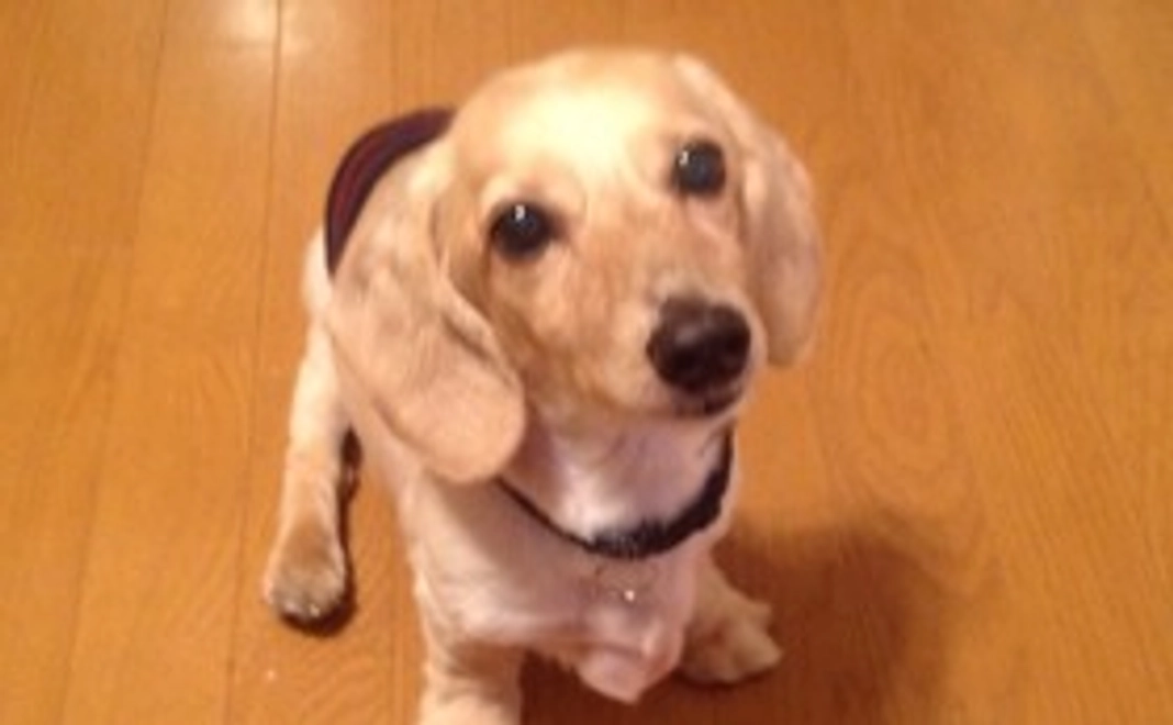 【介護を必要とする犬の4輪歩行器】　感謝のお手紙・活動報告レポート。