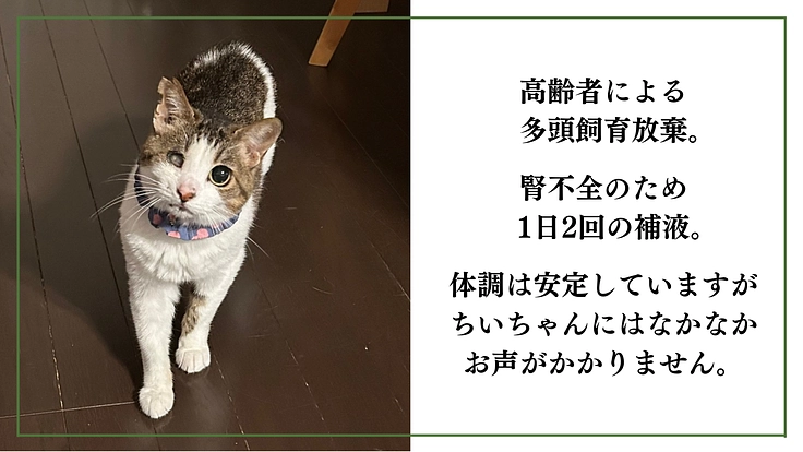 「シン・猫の森プロジェクト」〜シニア猫にも専用の部屋を作りたい〜 8枚目