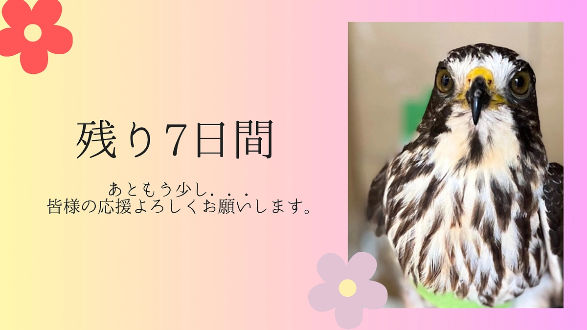 【残り7日！いよいよ国際サシバサミットへ】