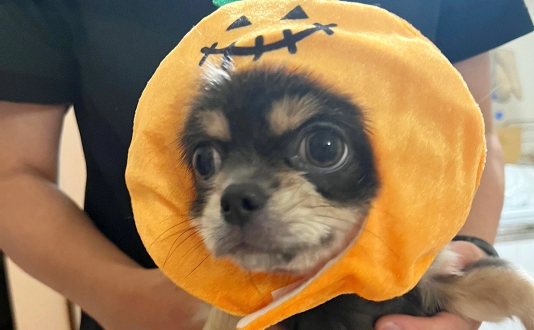 ありがとうございます