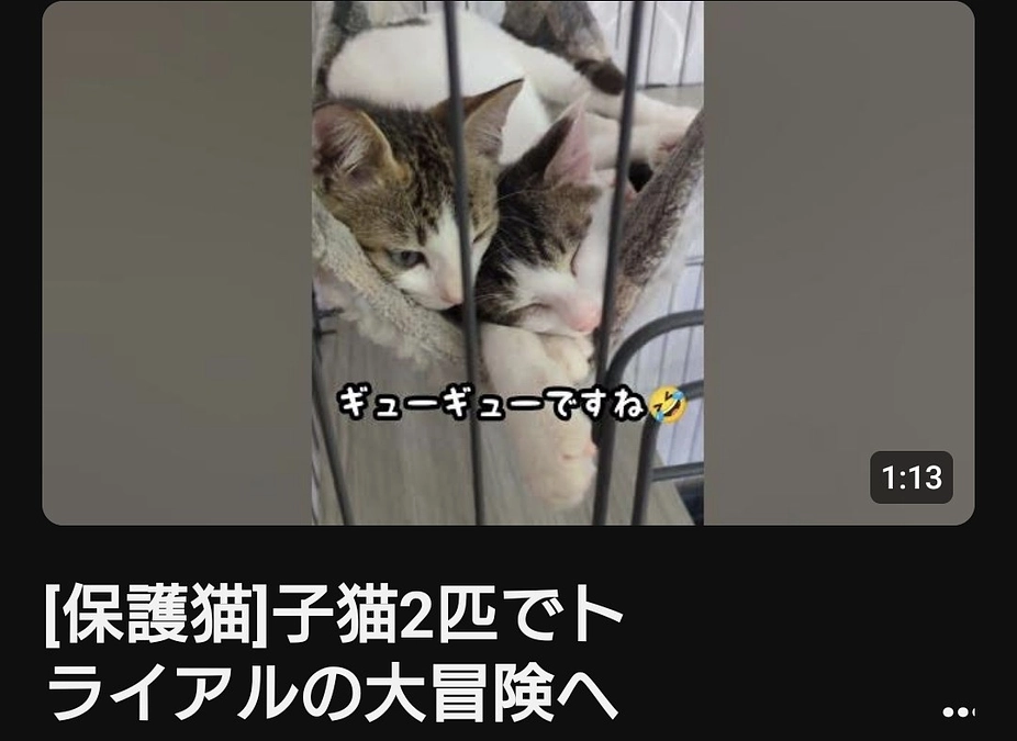 子猫たちがトライアルに出発しました♡
