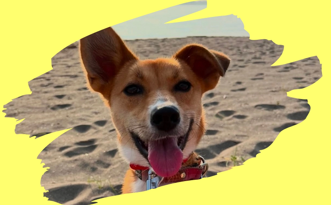 【リターン不要な方向け】アニすま応援コース|3千円