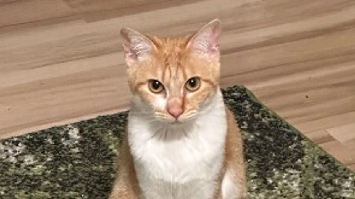 投薬53日目（プロジェクト開始13日目）