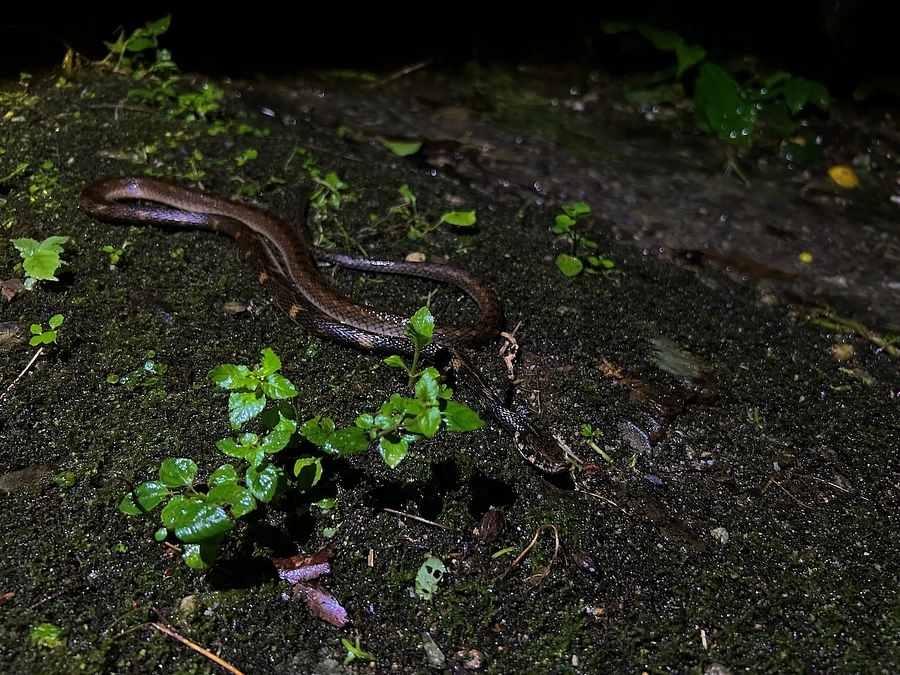 出会いは偶然に
