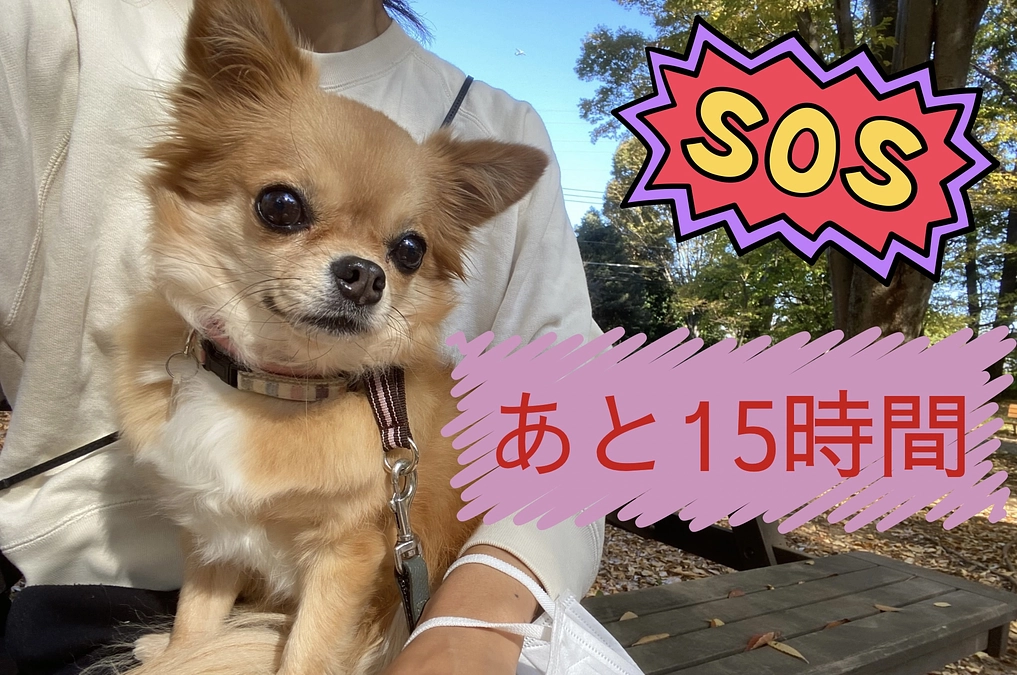 本日最終日🆘あと15時間！！