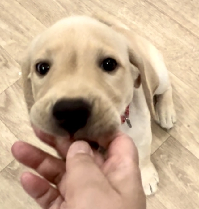 アンバサダーPUPPY杏よりご報告